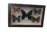 cadre papillon taxidermie