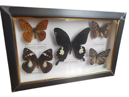 Cadre personnalisé papillon pour perpétuer le souvenir de la naissance